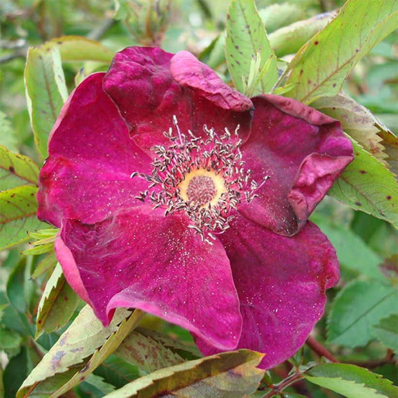 Rosier ancien Basye's Purple Rose (Flowering)