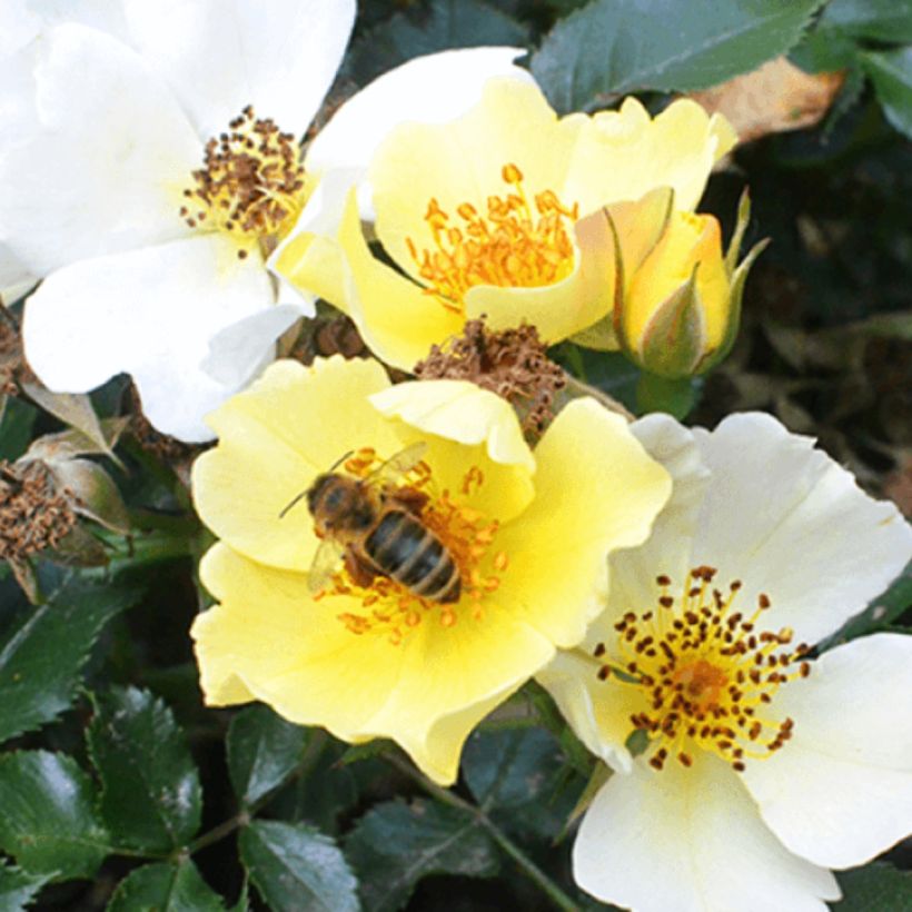 Rosier Bee Gold (Flowering)