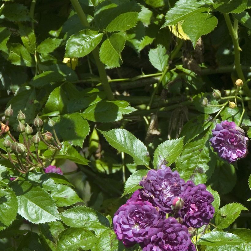 Rosier Bleu Magenta - Rosier grimpant ancien (Foliage)