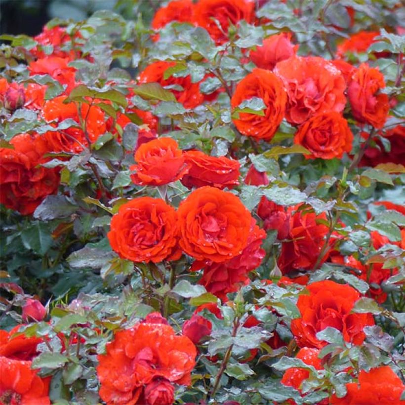 Rosier à fleurs groupées Remembrance (Plant habit)