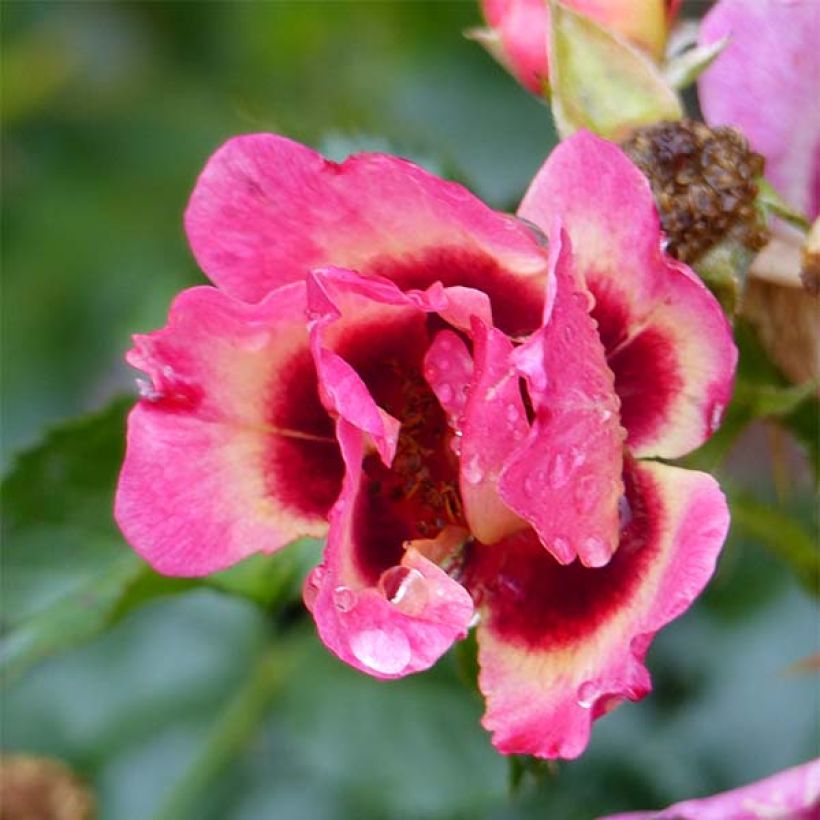 Rosier nain Coral Babylon Eyes (Flowering)