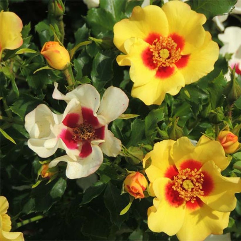 Rosier nain Cream Babylon Eyes (Flowering)
