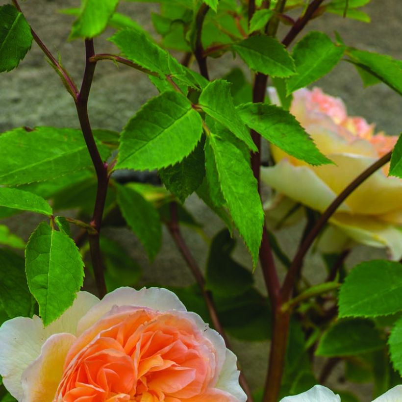 Rosier David Austin Bathsheba  (Foliage)