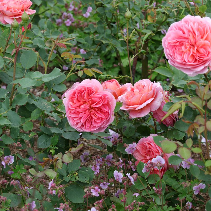 Rosier David Austin Boscobel (Plant habit)