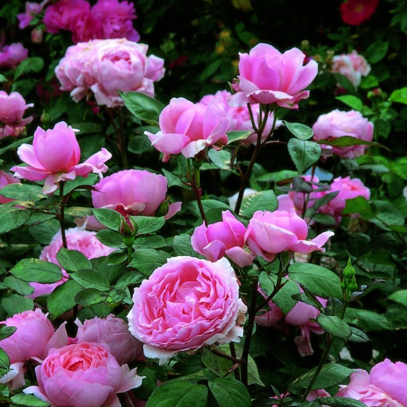 Rosier David Austin Brother Cadfael (Flowering)