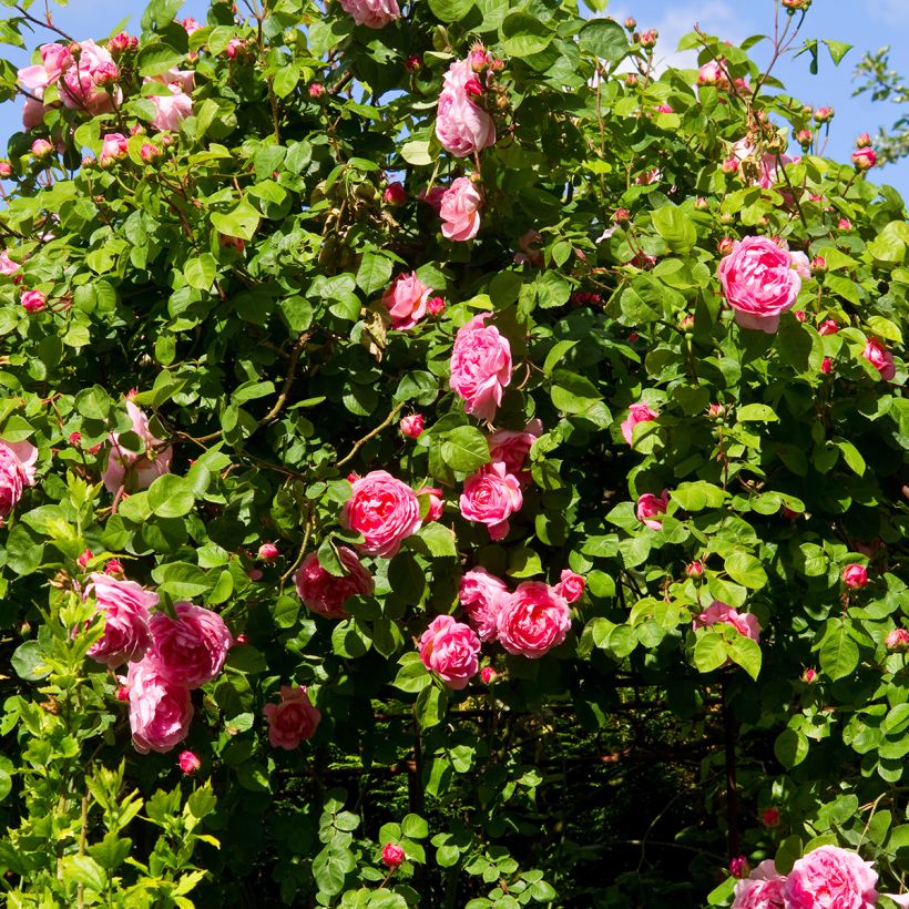 Rosier David Austin Constance Spry (Plant habit)