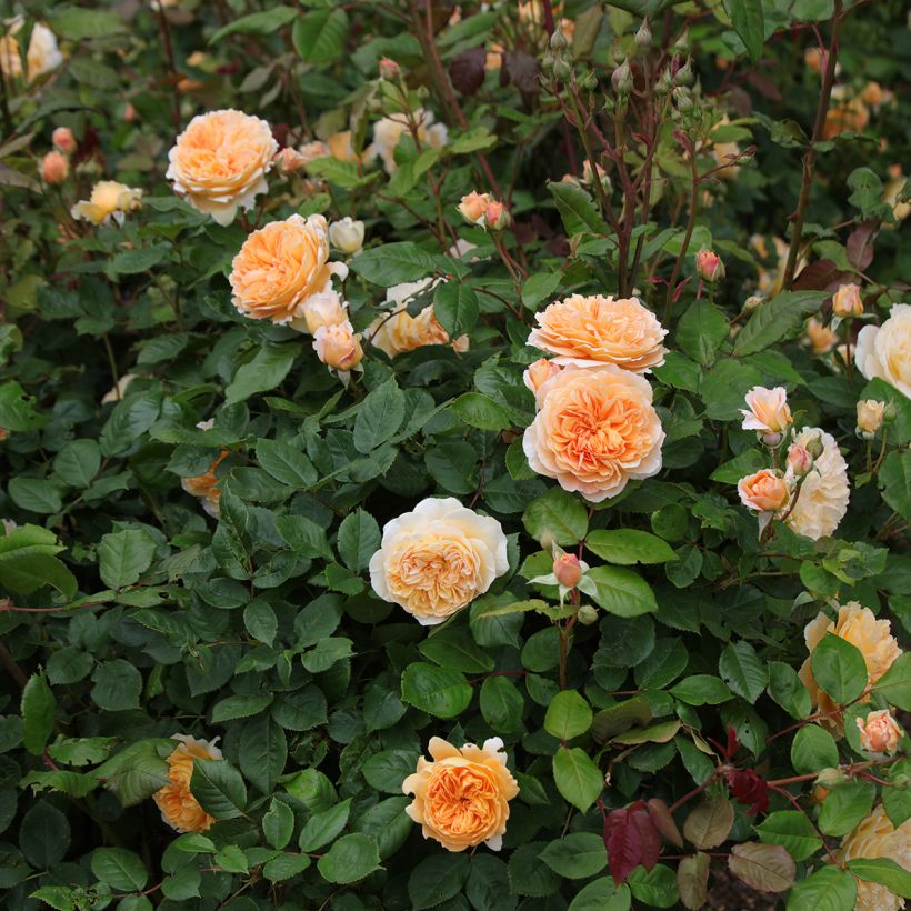 Rosier David Austin Crown Princess Margareta (Plant habit)