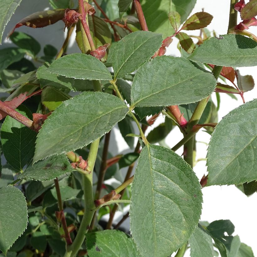 Rosier David Austin Desdemona  (Foliage)