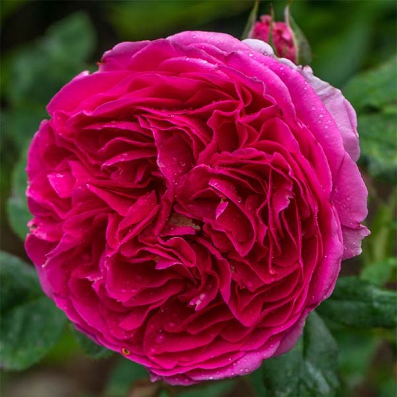Rosier David Austin Heathcliff (Flowering)