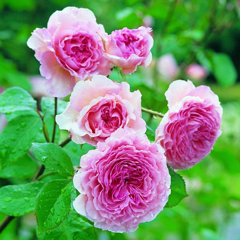 Rosier David Austin James Galway (Flowering)