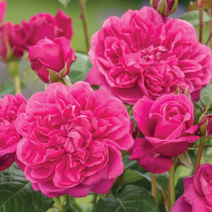 Rosier David Austin James L. Austin  (Flowering)