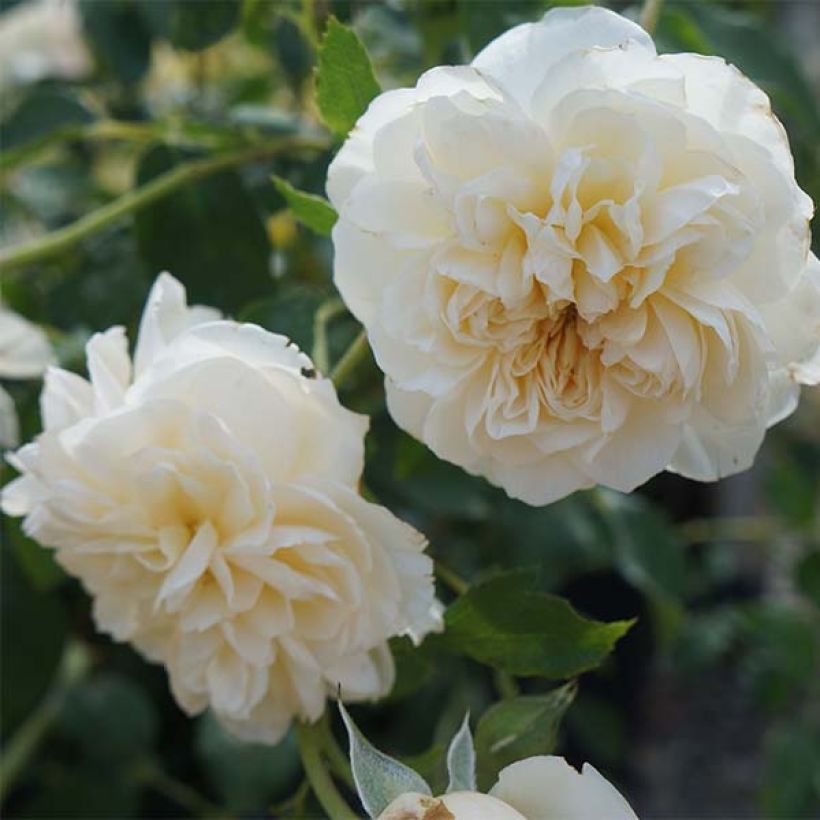 Rosier David Austin Lichfield Angel  (Flowering)
