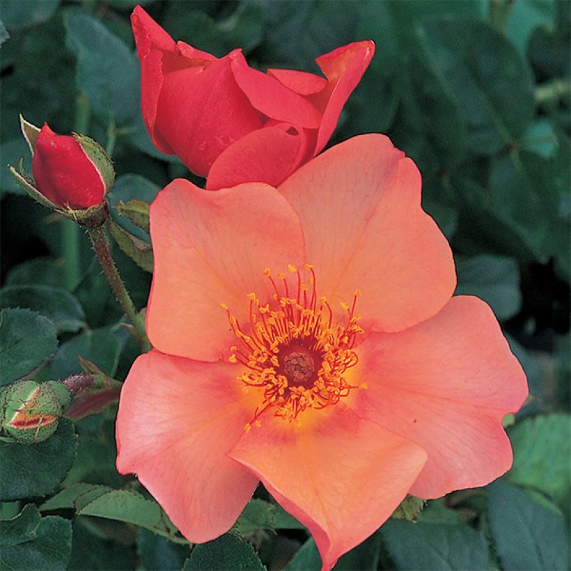 Rosier David Austin Morning Mist  (Flowering)
