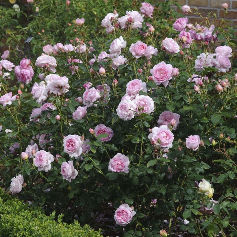 Rosier David Austin Scepter'd Isle (Flowering)