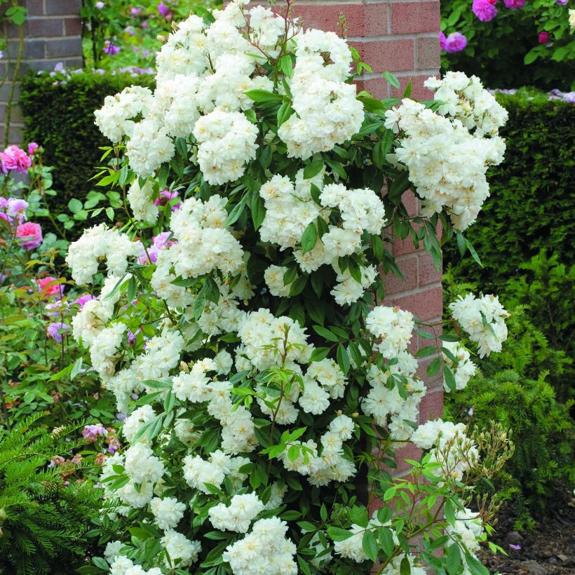 Rosier David Austin Snow Goose  (Plant habit)