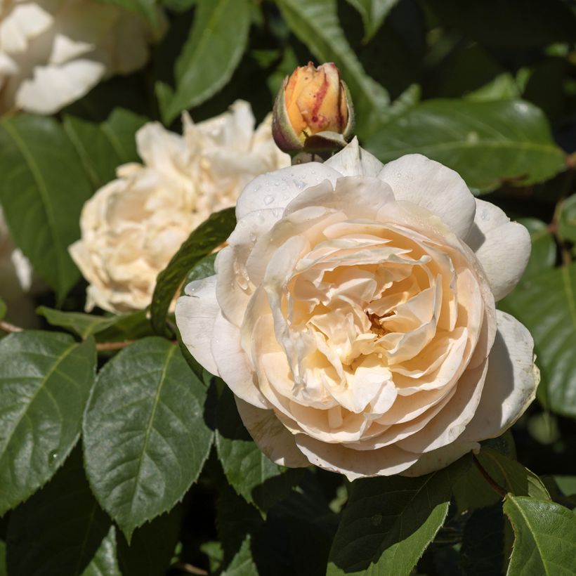 Rosier David Austin Sweet Juliet (Flowering)