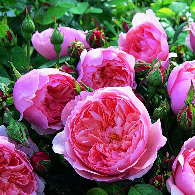 Rosier David Austin The Alnwick Rose (Flowering)