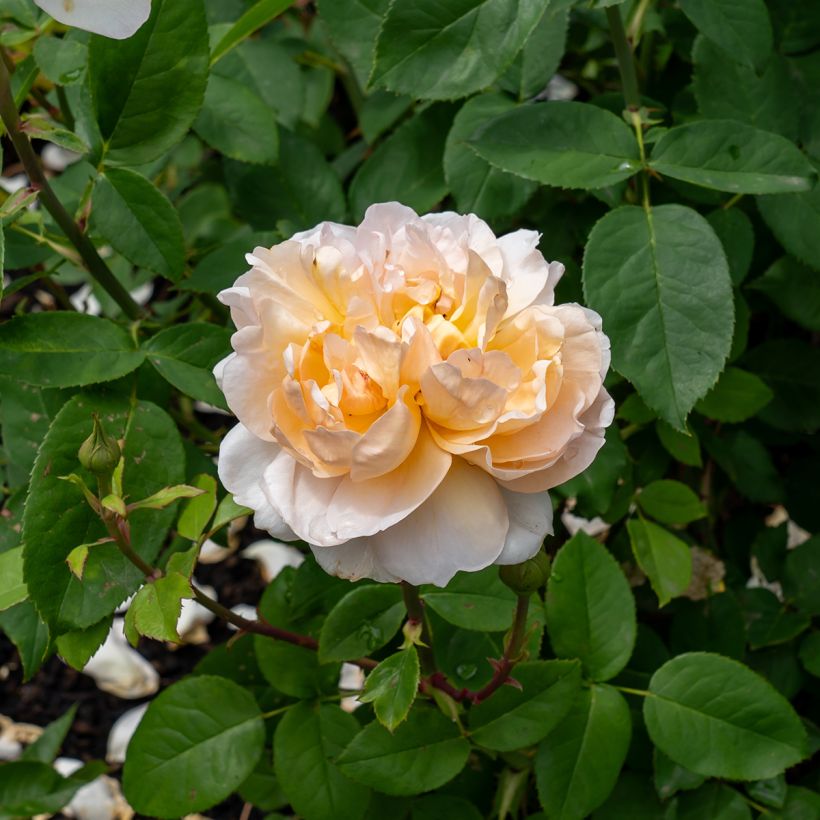 Rosier David Austin The Lady Gardener  (Flowering)