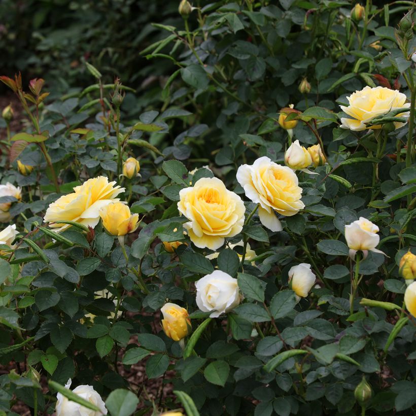 Rosier David Austin The Pilgrim  (Plant habit)