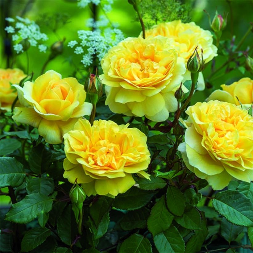Rosier David Austin The Poet's Wife  (Plant habit)