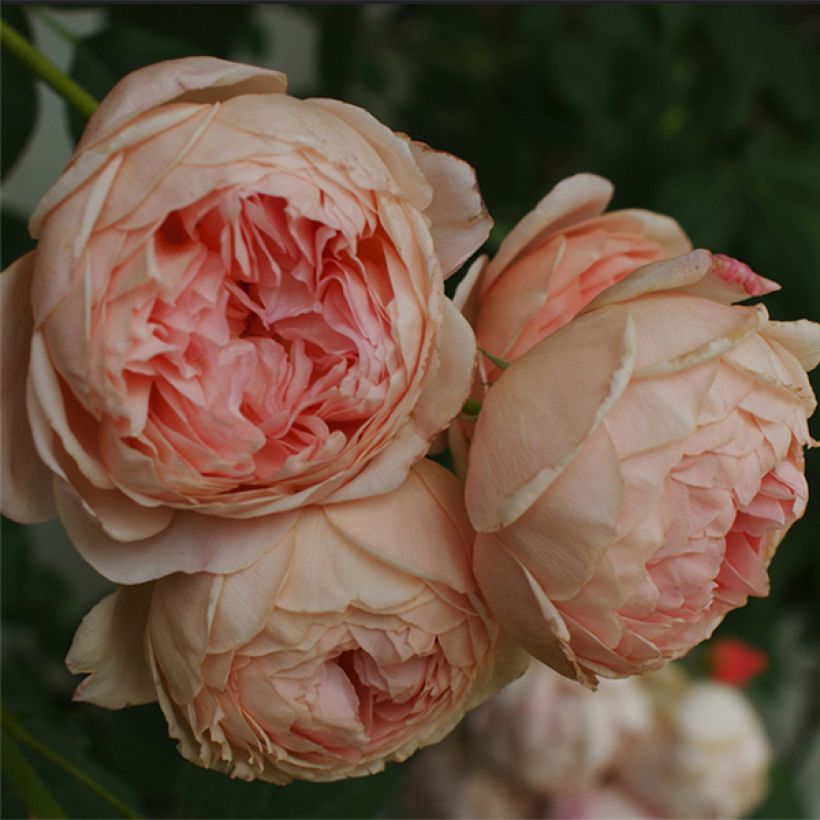 Rosier David Austin William Morris (Flowering)