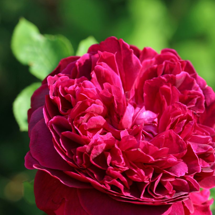Rosier David Austin William Shakespeare 2000 (Flowering)