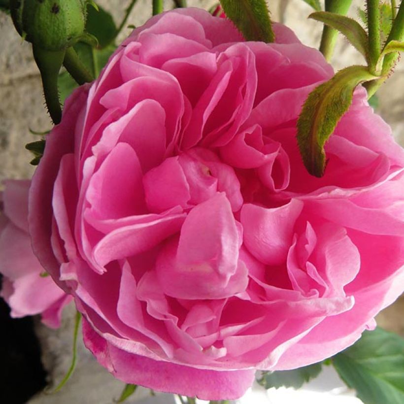 Rosier ancien Fantin Latour (Flowering)