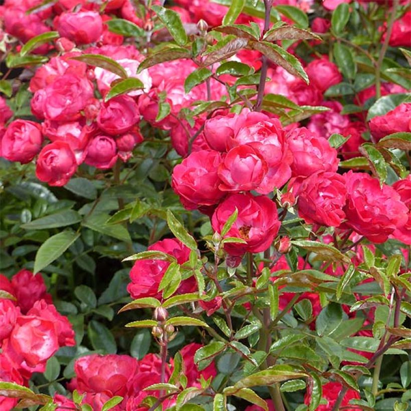 Rosier nain Fête des Mères (Flowering)