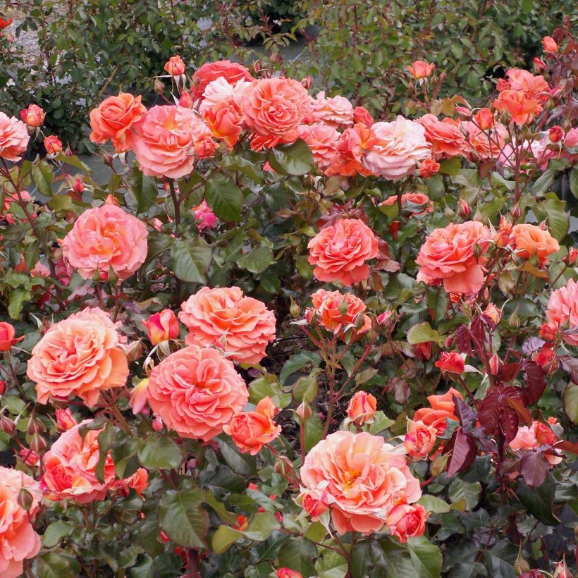 Rosier à fleurs groupées François Mauriac (Plant habit)