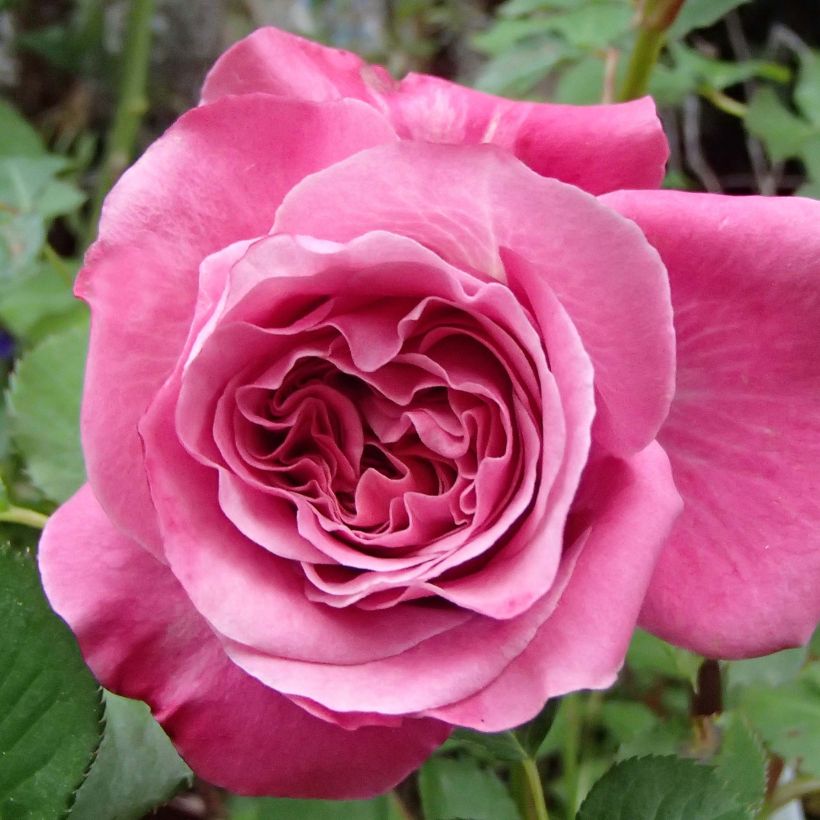 Rosier Generosa Agnès Schilliger (Flowering)