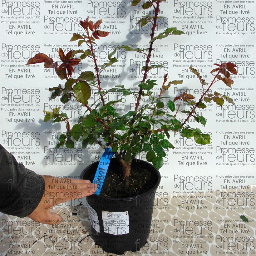 Example of Rosier Generosa Monique Bouygues Pot de 4L/5L as you get