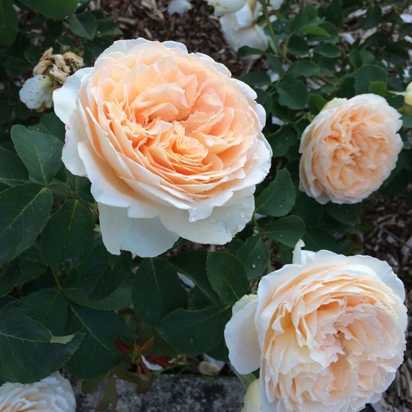 Rosier Generosa Odile Masquelier (Flowering)