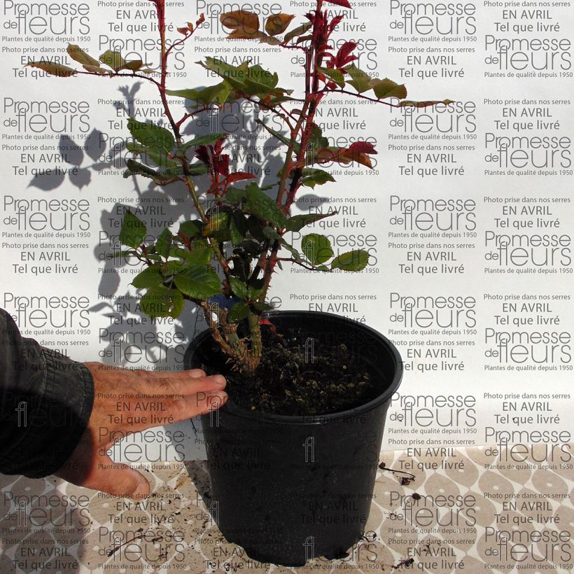 Example of Rosier Generosa Prix PJ Redouté Pot de 4L/5L as you get