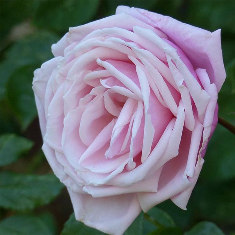 Rosier grimpant Blossomtime (Flowering)