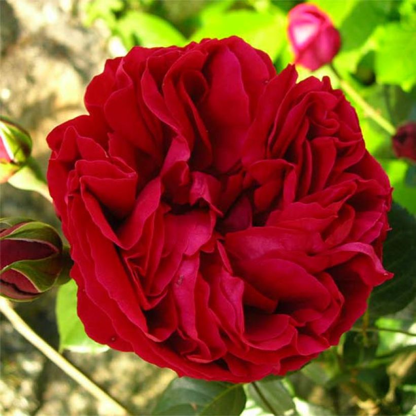 Rosier grimpant Red Eden Rose (Flowering)