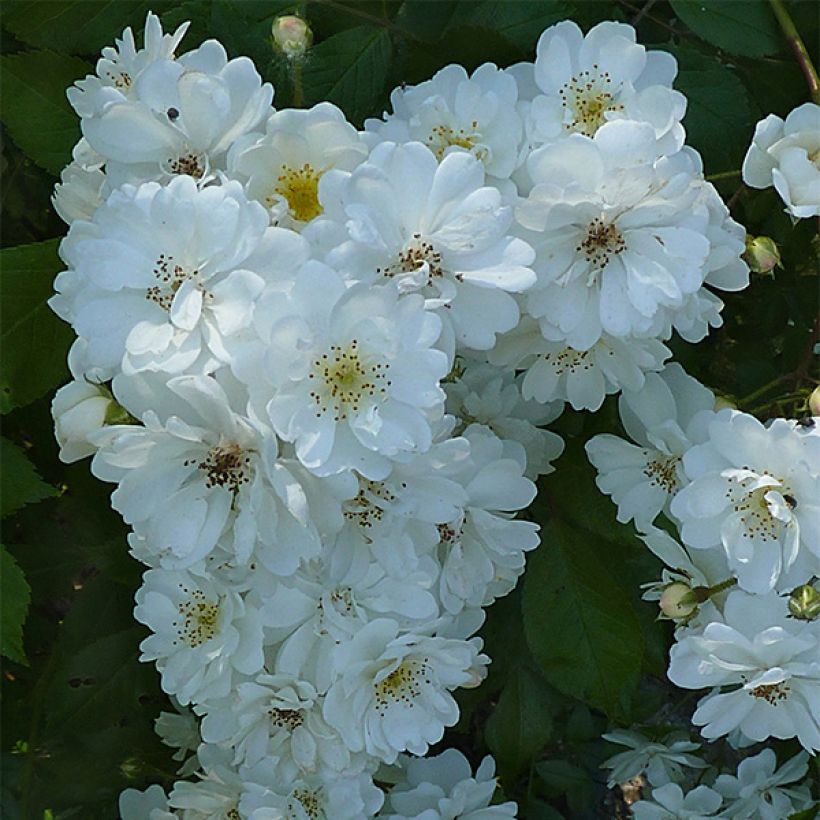 Rosier grimpant Guirlande d'Amour (Flowering)