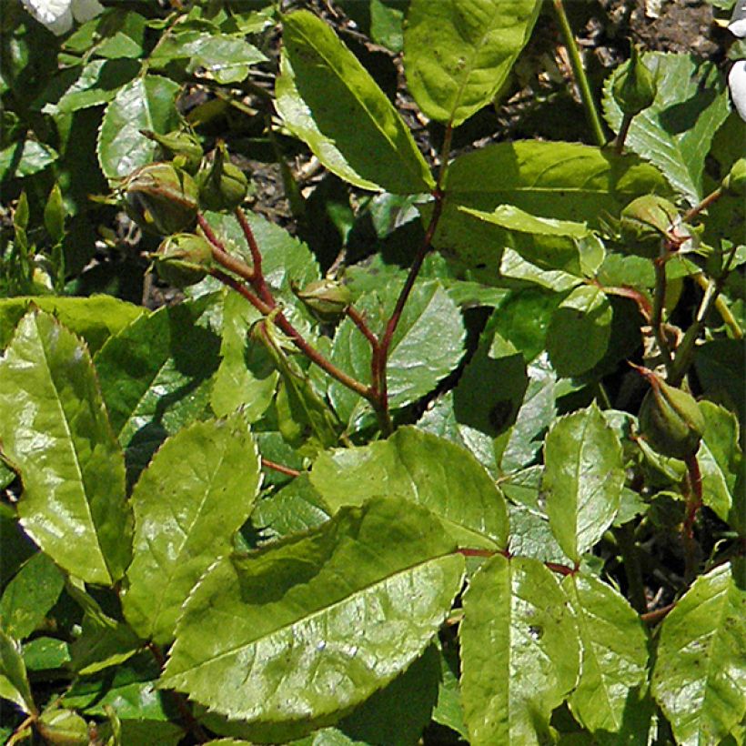 Rosier à fleurs groupées Irene of Denmark (Foliage)