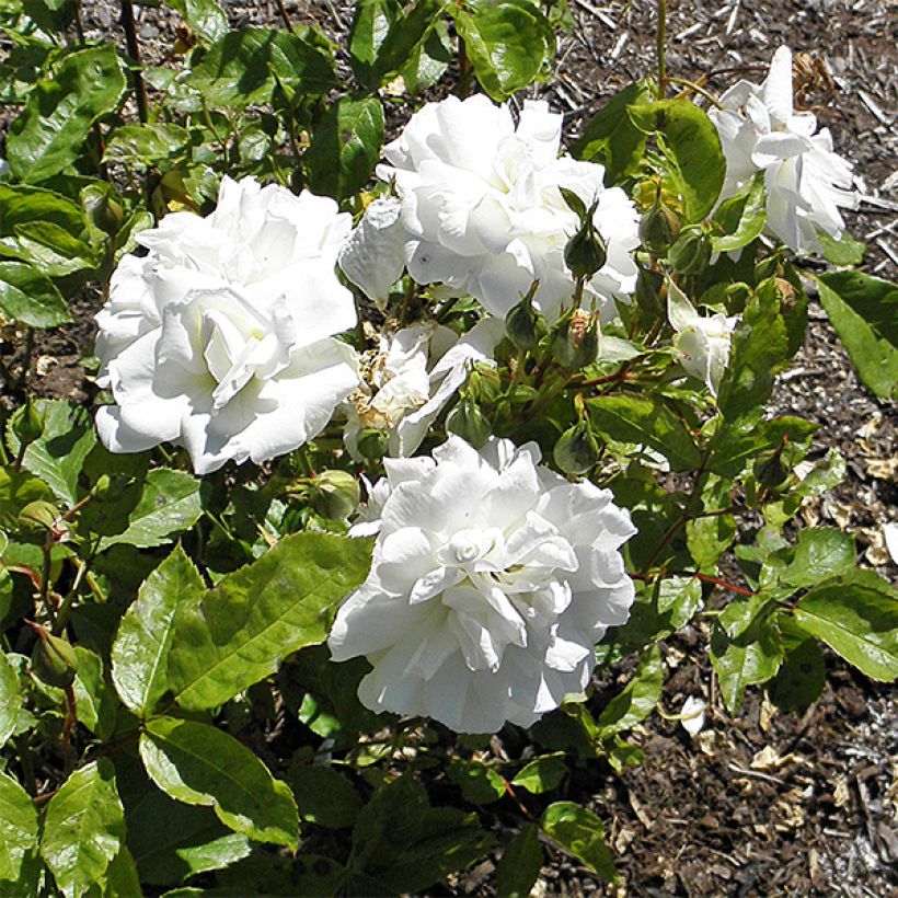 Rosier à fleurs groupées Irene of Denmark (Flowering)