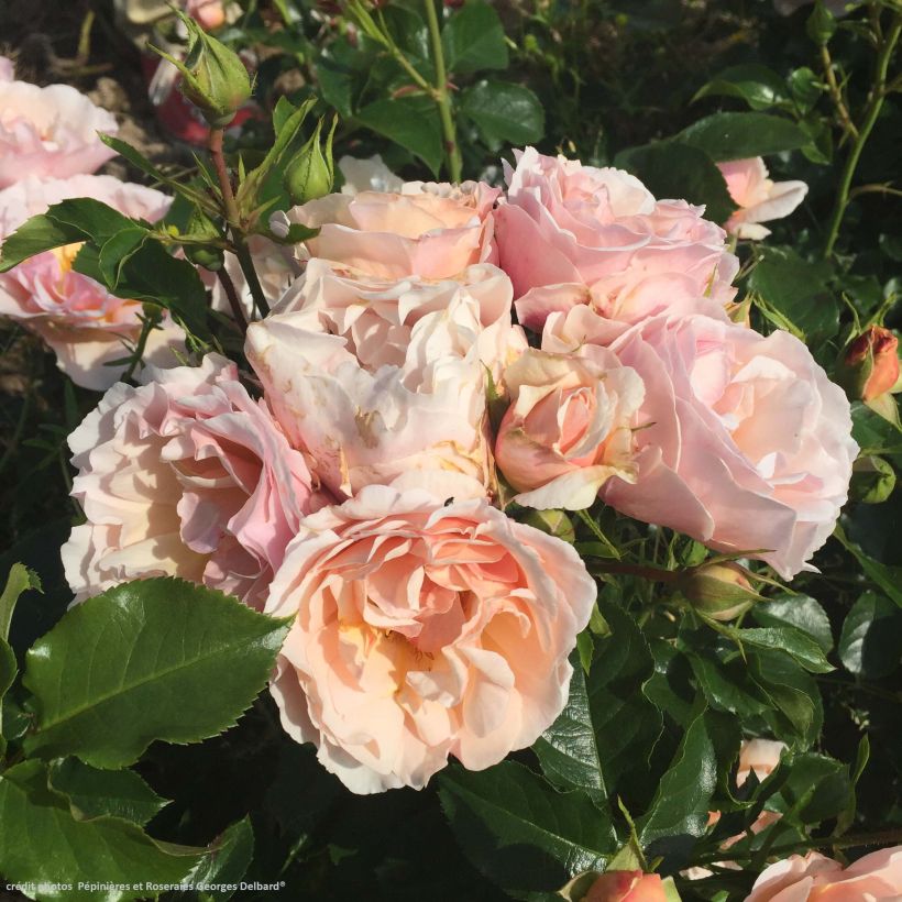 Rosier Jardin des Tuileries - Rosier buisson à fleurs groupées (Flowering)