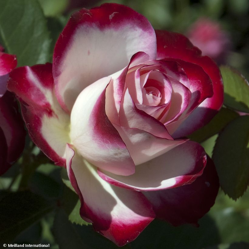 Rosier Jubilé du Prince de Monaco (Flowering)