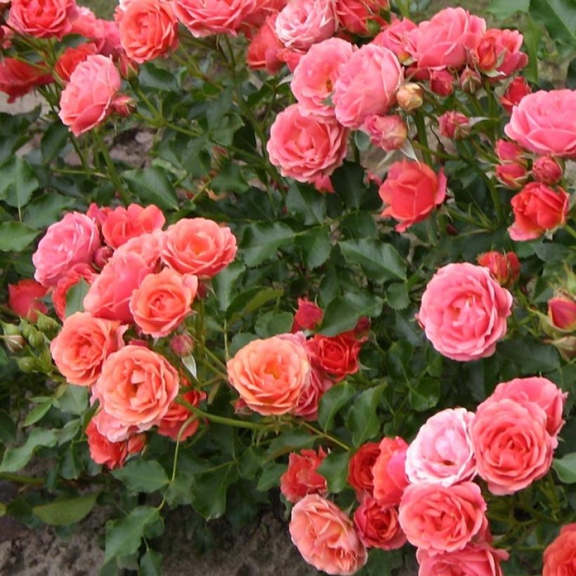 Rosier nain Lilliputs Mandarin (Foliage)