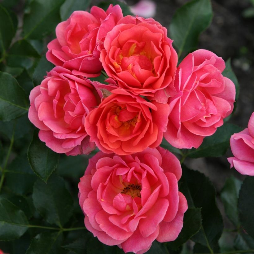 Rosier nain Lilliputs Mandarin (Flowering)