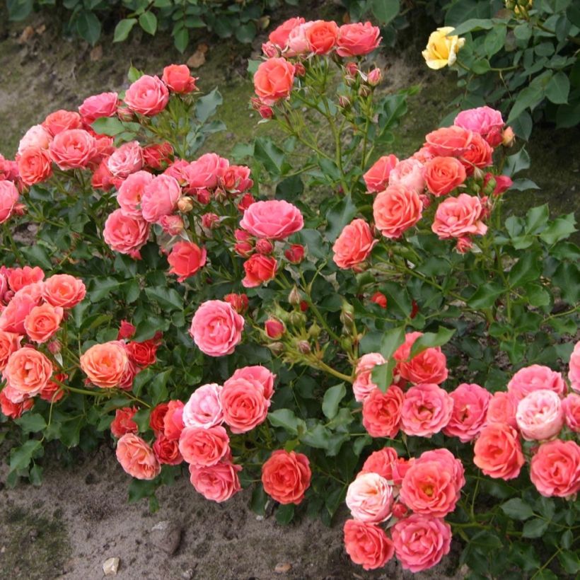 Rosier nain Lilliputs Mandarin (Plant habit)