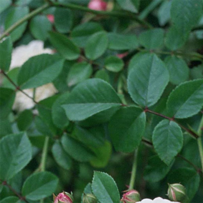Rosier liane Félicité et Perpétue (Foliage)