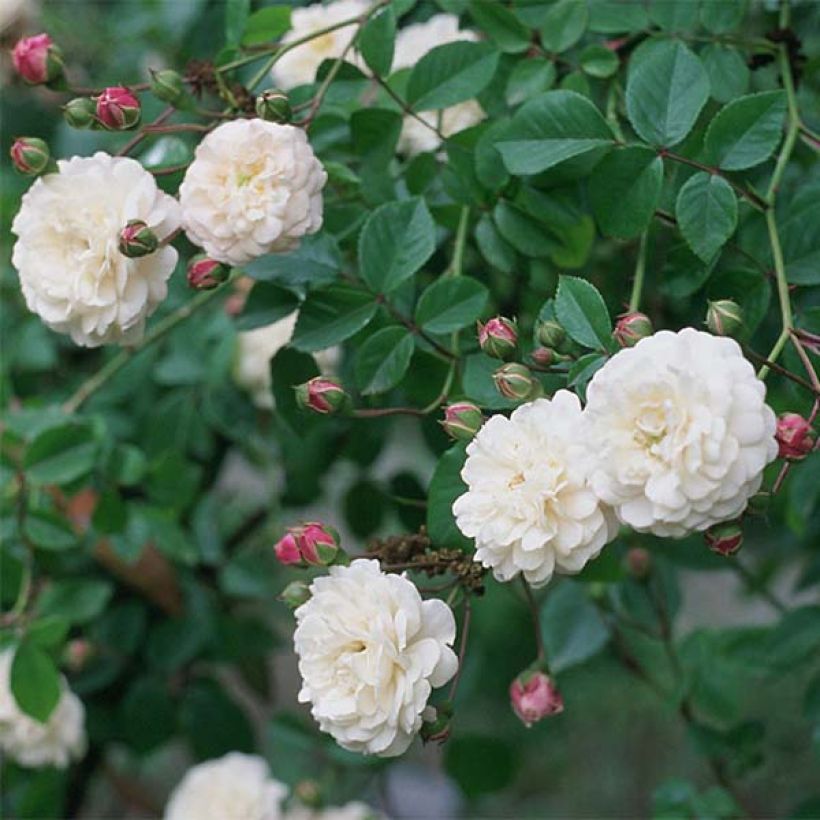 Rosier liane Félicité et Perpétue (Flowering)