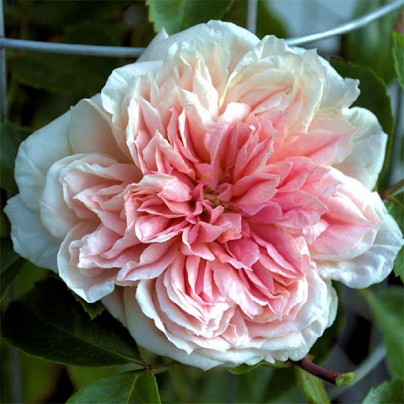 Rosier liane Paul Noel (Flowering)