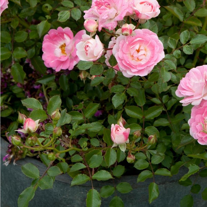Rosier nain Lilliputs  Flirt 2011 (Foliage)