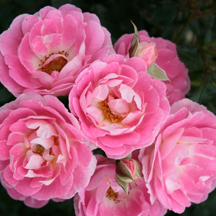 Rosier nain Lilliputs  Flirt 2011 (Flowering)