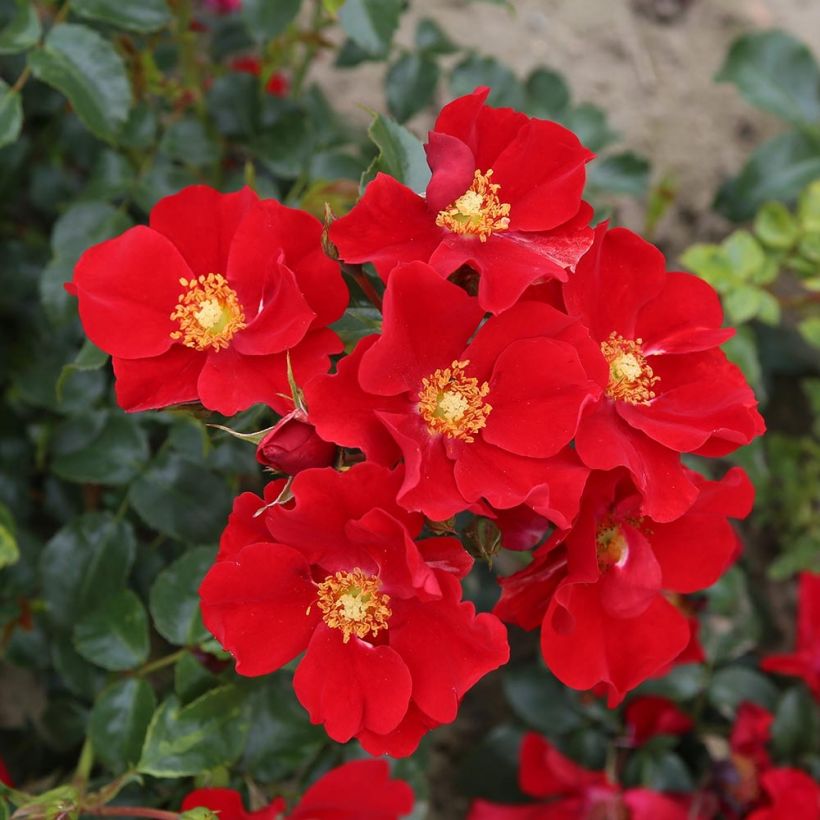 Rosier Nectar Garden Alexander von Humboldt (Flowering)