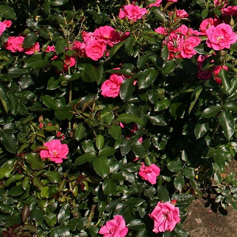 Rosier Nectar Garden Chabadabada (Foliage)